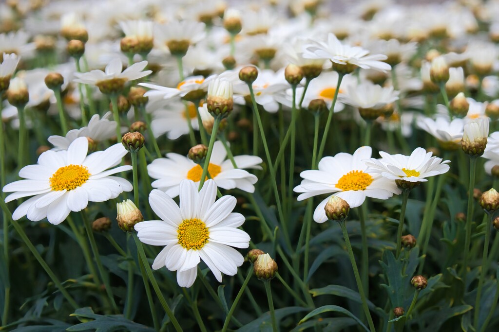 Marguerite daisy by okvalle