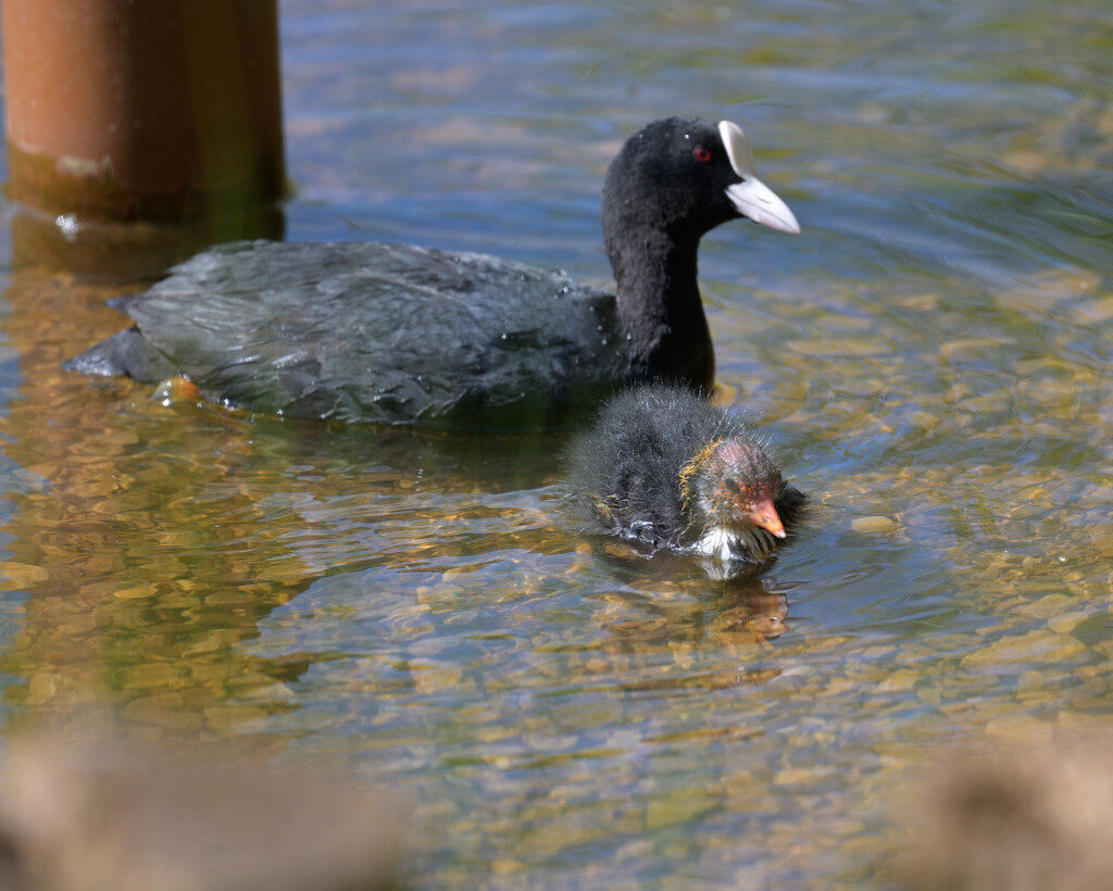 Coot with young by whdarcyblueyondercouk