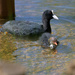 Coot with young by whdarcyblueyondercouk