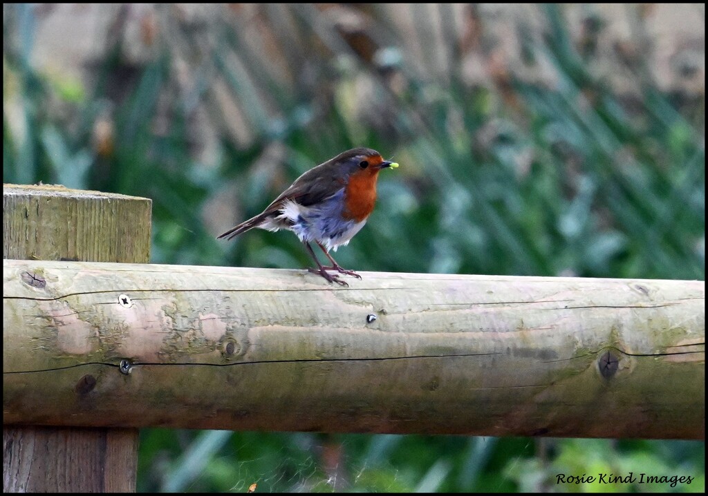 Little robin by rosiekind