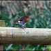 Little robin by rosiekind