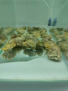 1st Apr 2024 - Oysters
