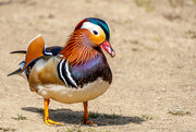 30th Apr 2024 - Mandarin Duck - Golden Acre Park, Leeds.