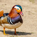 Mandarin Duck - Golden Acre Park, Leeds.