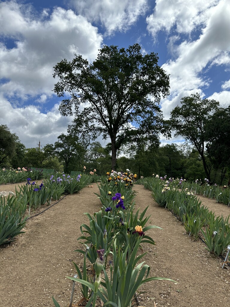 Beautiful Tree among the iris by shutterbug49