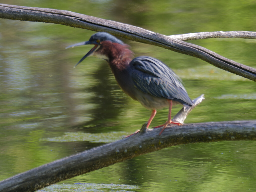 Laughing Green heron  by rminer