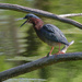 Laughing Green heron  by rminer
