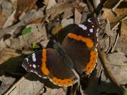 30th Apr 2024 - red admiral butterfly