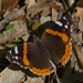 red admiral butterfly by rminer