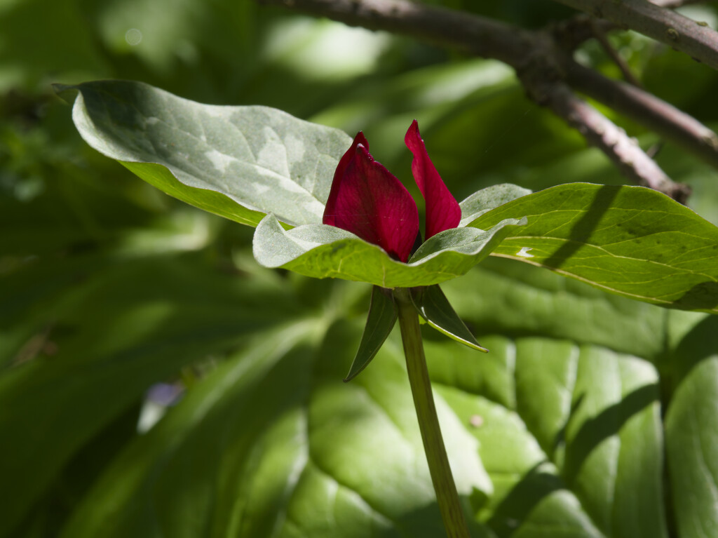 trillium on fire by rminer