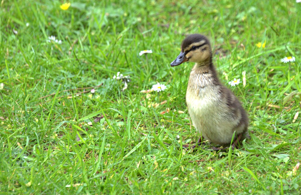 duckling by ollyfran