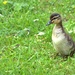 duckling by ollyfran
