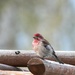 House Finch or Cassins Finch?