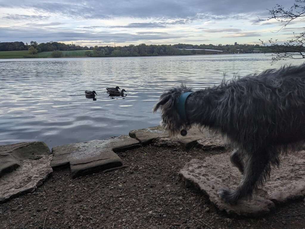Dog and ducks by helenawall