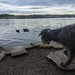 Dog and ducks by helenawall