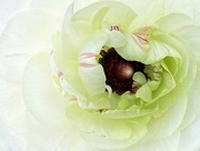 30th Apr 2024 - Ranunculus In White
