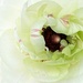 Ranunculus In White by paintdipper