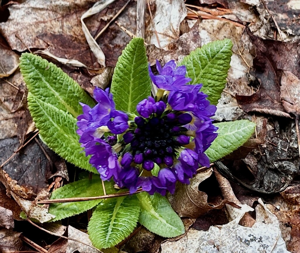 Primula by sunnygreenwood