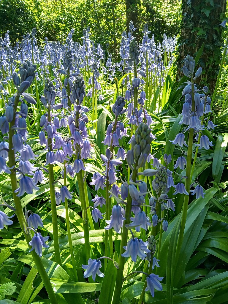 Bluebells  by 365projectorgjoworboys