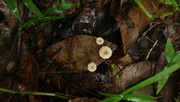 1st May 2024 - Sharing one wet leaf...