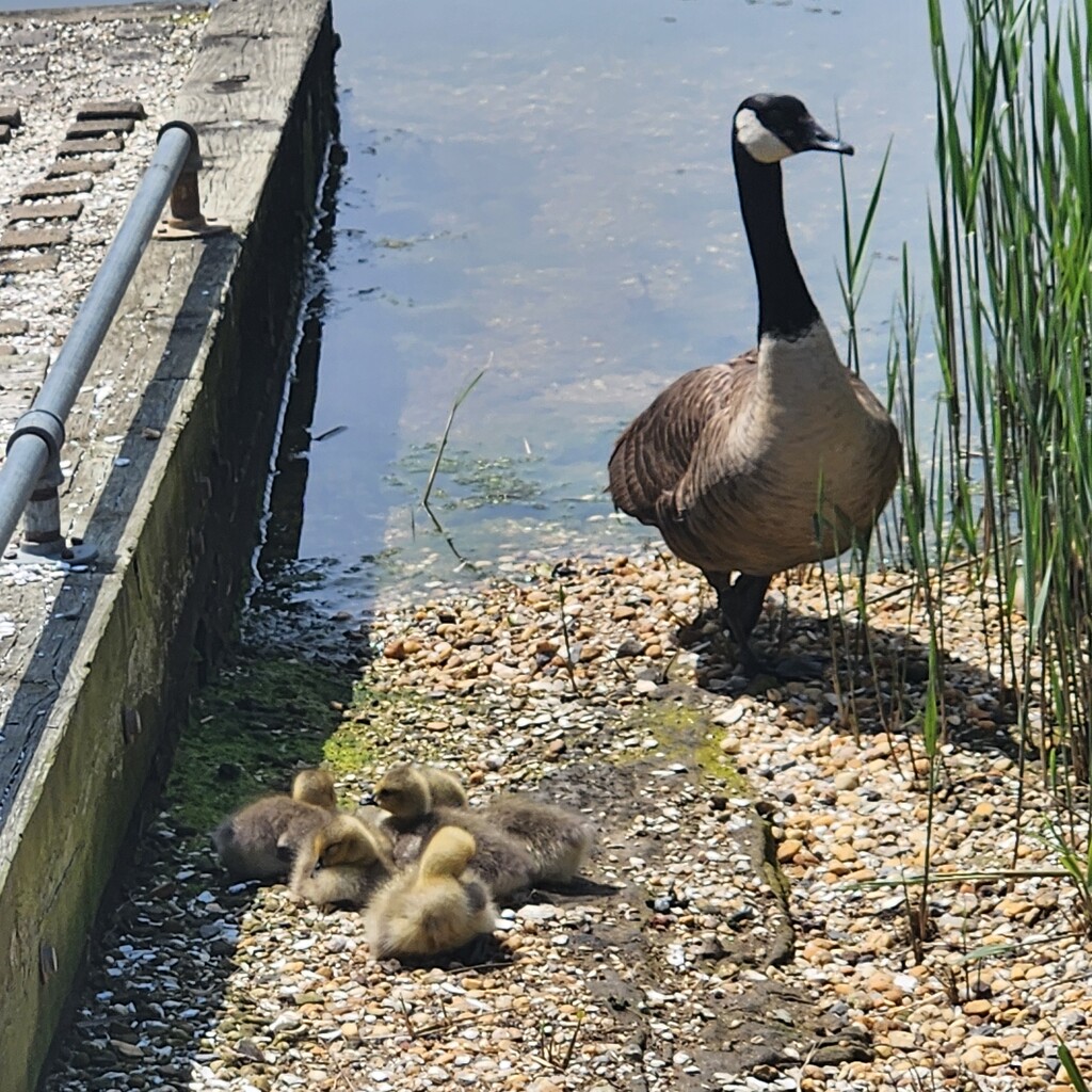 Goose with babies by jb030958