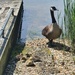Goose with babies by jb030958