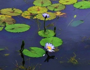 1st May 2024 -  Blue Water Lily's ~ 