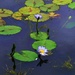  Blue Water Lily's ~  by happysnaps