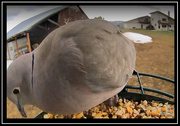 28th Apr 2024 - Eurasian Dove