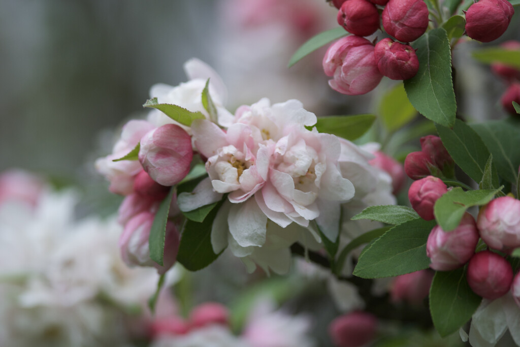 Our Flowering Crabapple tree by berelaxed
