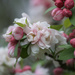 Our Flowering Crabapple tree by berelaxed