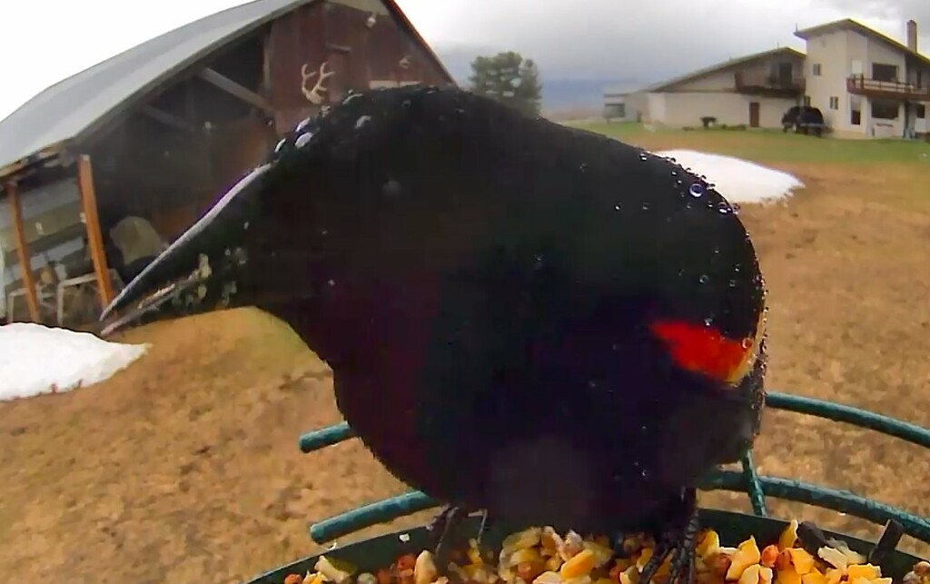 Red Winged Blackbird by kbird61