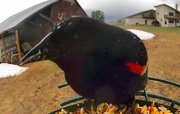 29th Apr 2024 - Red Winged Blackbird
