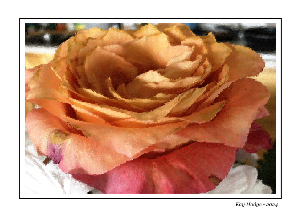 Peach Rose by kbird61