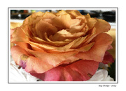 29th Apr 2024 - Peach Rose