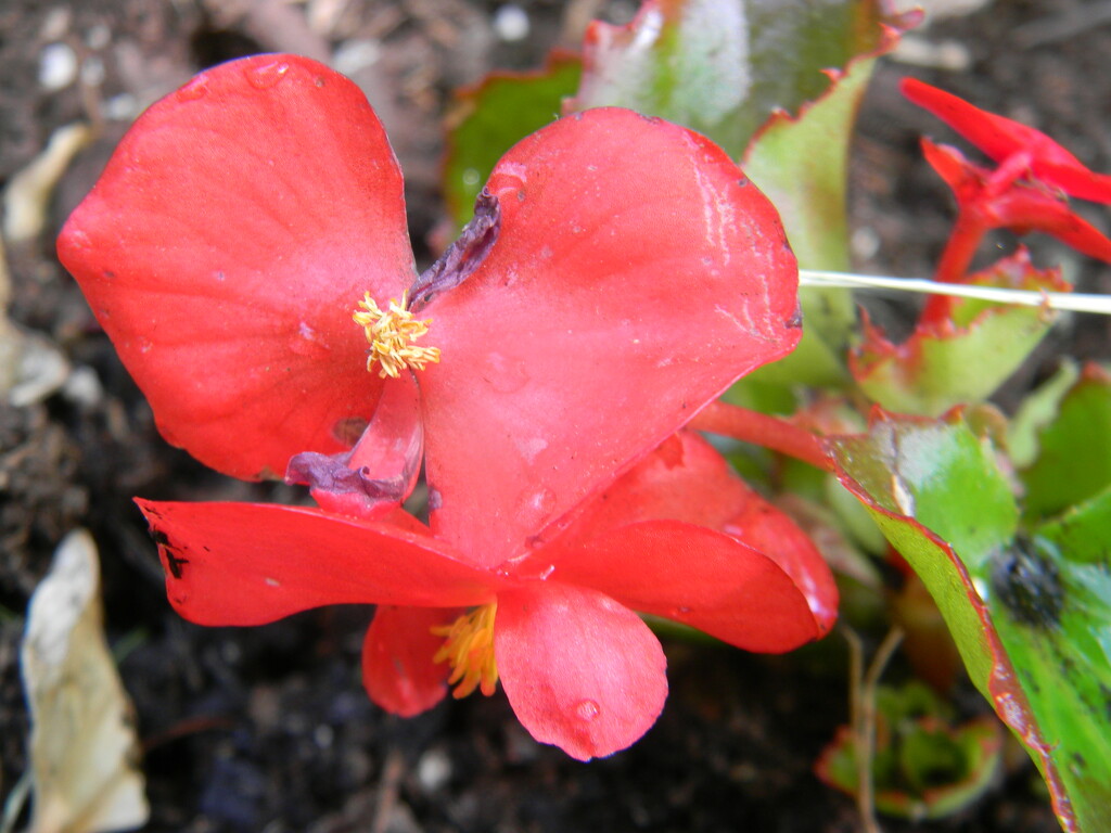 Red Begonia in Neighbor's Yard  by sfeldphotos