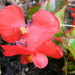 Red Begonia in Neighbor's Yard 