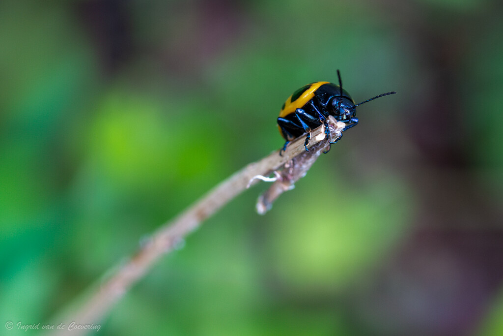 Milkweed beetle by ingrid01