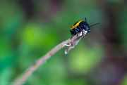 23rd Apr 2024 - Milkweed beetle