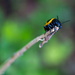 Milkweed beetle by ingrid01