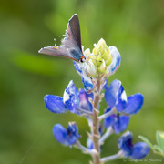 13th Apr 2024 - Blue Bonnet and butterfly