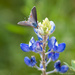 Blue Bonnet and butterfly by ingrid01