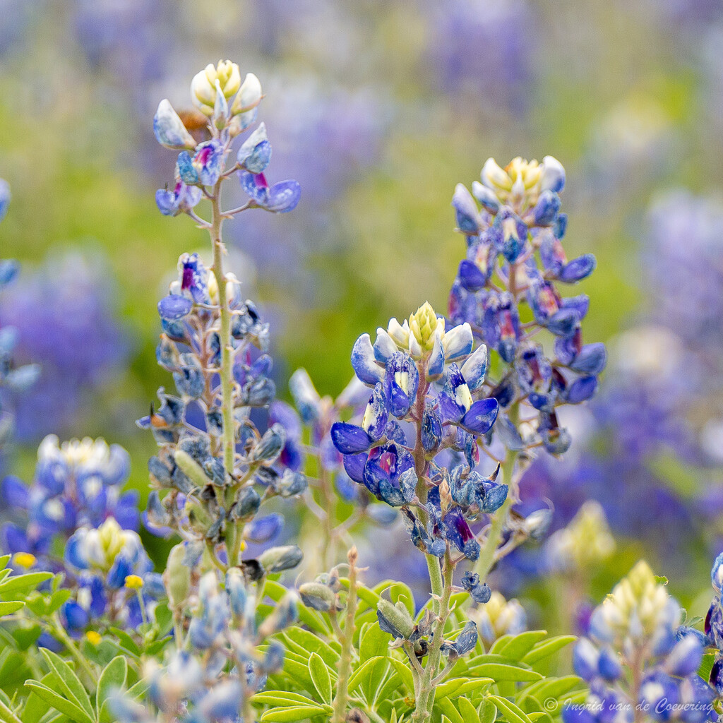 Blue Bonnets by ingrid01