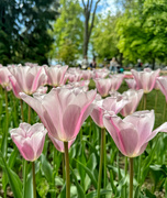 1st May 2024 - Pink crystal tulips. 