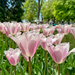 Pink crystal tulips. 