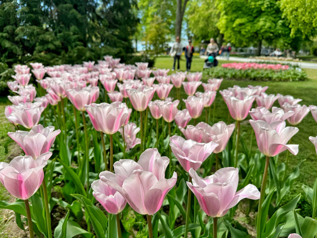 Crystal tulips.  by cocobella