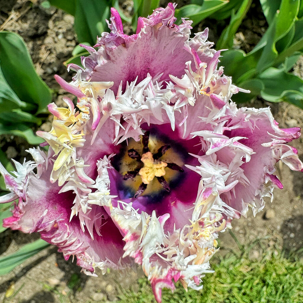 Fringed tulip.  by cocobella