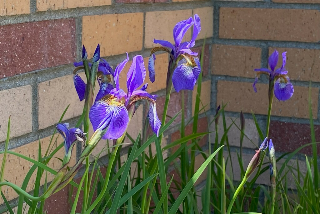 Blue Flag Iris by tunia