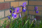 30th Apr 2024 - Blue Flag Iris