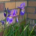 Blue Flag Iris by tunia